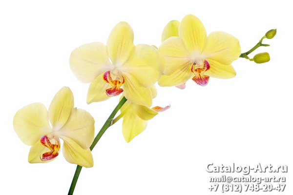 Yellow orchids 25